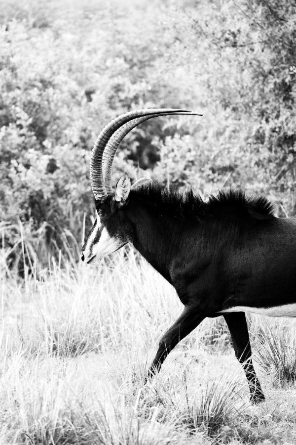 Letamo At Qwabi Private Game Reserve By Newmark Bela-Bela Esterno foto