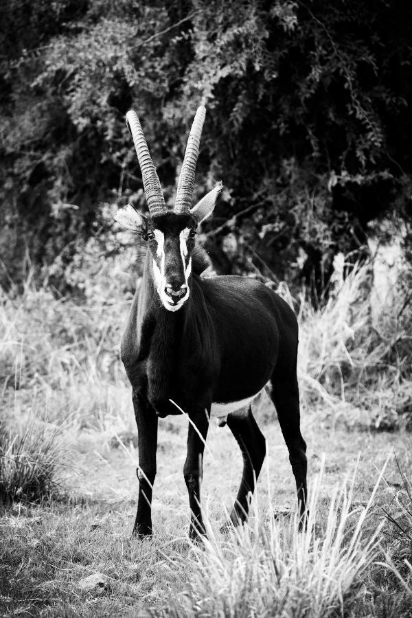 Letamo At Qwabi Private Game Reserve By Newmark Bela-Bela Esterno foto
