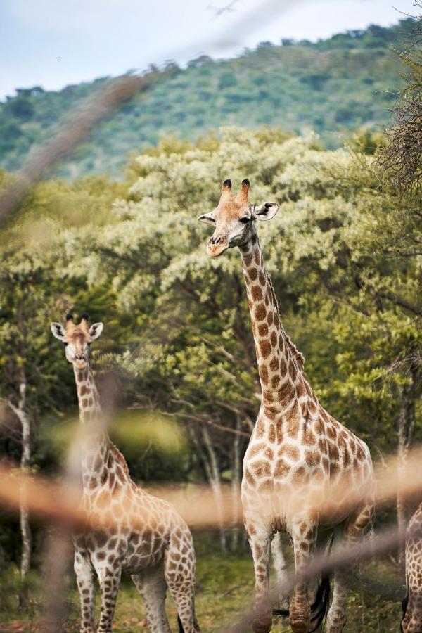 Letamo At Qwabi Private Game Reserve By Newmark Bela-Bela Esterno foto