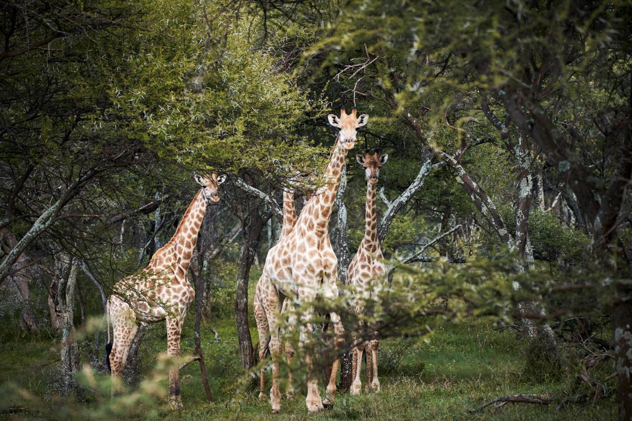 Letamo At Qwabi Private Game Reserve By Newmark Bela-Bela Esterno foto