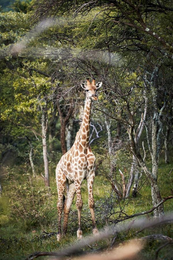 Letamo At Qwabi Private Game Reserve By Newmark Bela-Bela Esterno foto